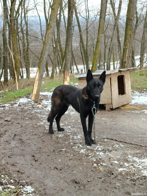 Ciobanesc belgian malinois - imagine 4