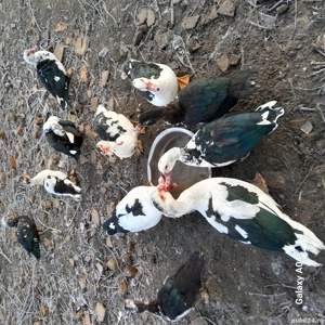 Vând rate mute din 2025 - imagine 2