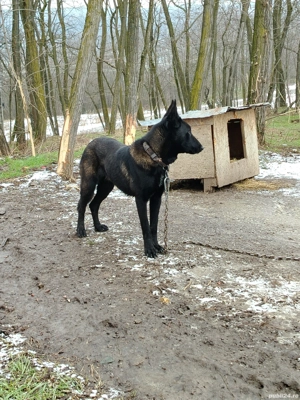 Ciobanesc belgian malinois - imagine 2