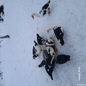 Vand rate mute din 2024