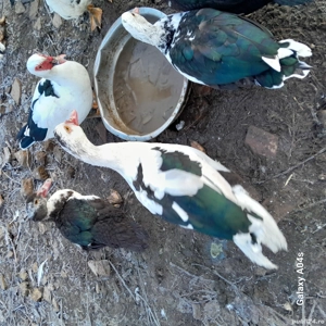 Vând rate mute din 2025 - imagine 3