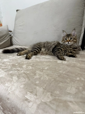 Maine coon puiuți superbi  - imagine 3