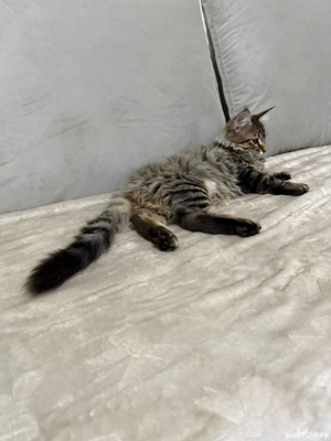 Maine coon puiuți superbi 