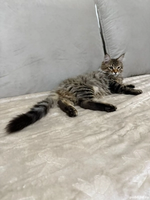 Maine coon puiuți superbi  - imagine 4