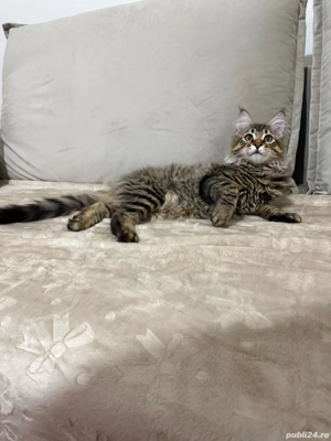 Maine coon puiuți superbi  - imagine 5