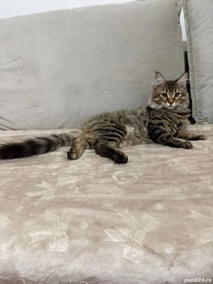 Maine coon puiuți superbi  - imagine 2