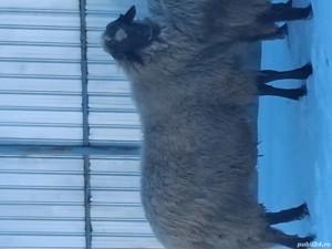 Vand berbec talie mare