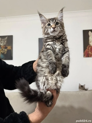Maine coon pui vaccinati  - imagine 4