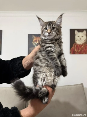 Maine coon pui vaccinati  - imagine 5