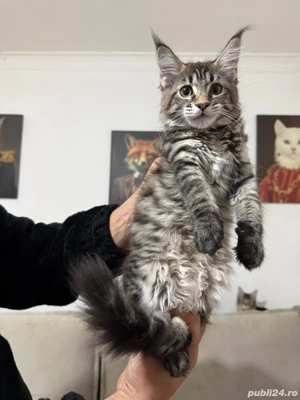 Maine coon pui vaccinati  - imagine 3