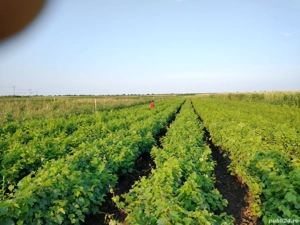 Butași vita de vie altoita calitatea 1 diverse soiuri de masa și de vin. De masa la 10 lei firul  -  - imagine 2
