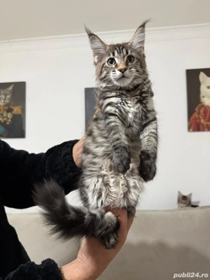 Maine coon pui vaccinati  - imagine 2