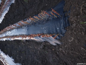 Butași vita de vie altoita calitatea 1 diverse soiuri de masa și de vin. De masa la 10 lei firul  -  - imagine 3