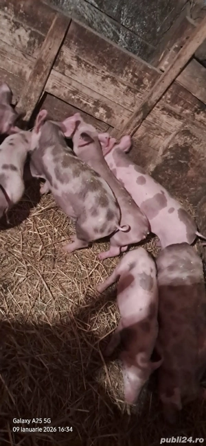              Vând Purcei Pietran