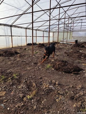 Vând câine Rotwailer - imagine 3