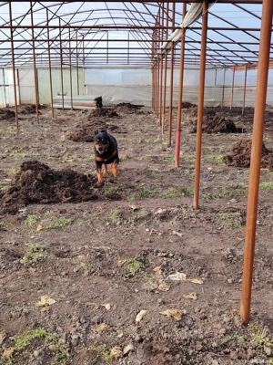 Vând câine Rotwailer - imagine 4