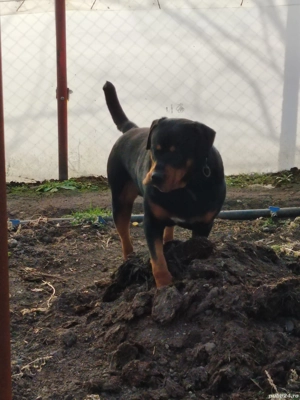 Vând câine Rotwailer - imagine 2