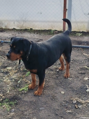 Vând câine Rotwailer