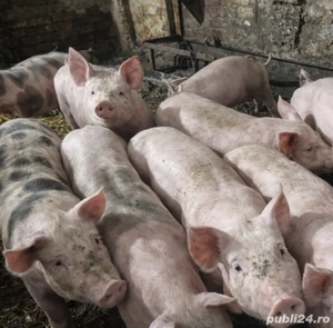 Purcei rasa pietrain