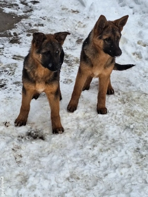 Căței de rasă Ciobănesc German!