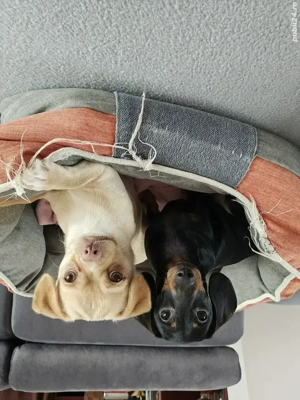 Ofer spre adopție doi cățeluși 