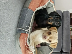 Ofer spre adopție doi cățeluși 