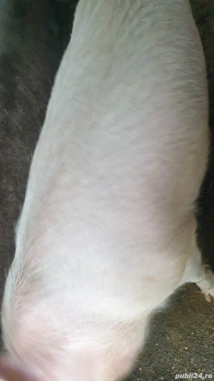 Cand porc de 200 kg  - imagine 2