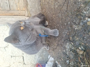 de vanzare motan british  rasa curata 