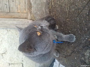 de vanzare motan british  rasa curata  - imagine 3