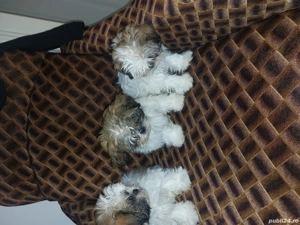 De vinzare - imagine 4