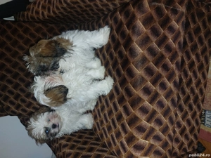 De vinzare - imagine 5