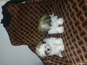 De vinzare - imagine 2