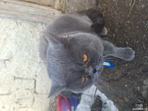 de vanzare motan british  rasa curata  - imagine 2