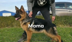 Vând urgent Ciobanesc german rasa pura 