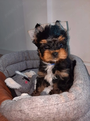 Yorkshire Terrier - 2 luni, genetică pură, nu lasă păr 