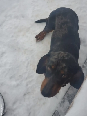 teckel  arlequin  - imagine 2