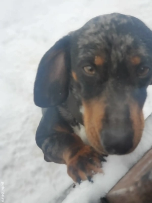 teckel  arlequin  - imagine 3