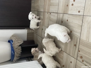 Bichon Maltez - imagine 2