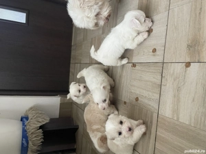 Bichon Maltez - imagine 4