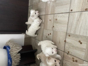 Bichon Maltez - imagine 3