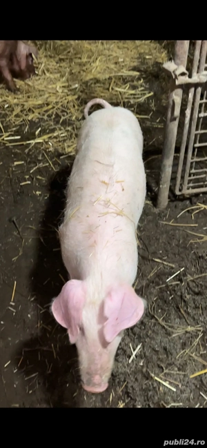 scrofita landrace pur 