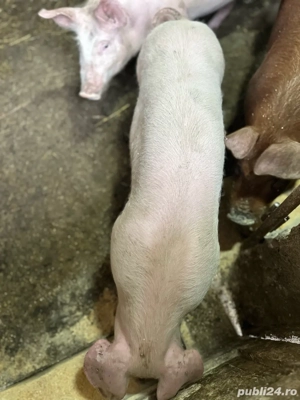 scrofita landrace pur  - imagine 2