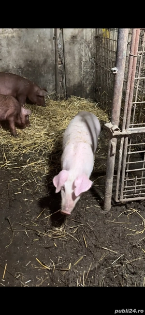 scrofita landrace pur  - imagine 3