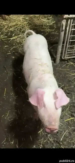 scrofita landrace pur  - imagine 4