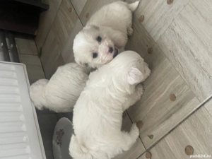 Bichon Maltez - imagine 5