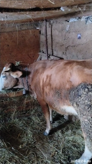 Cumpar animale abator