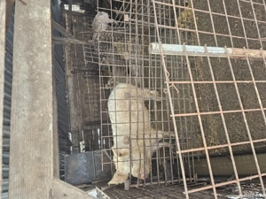 Proci si soldani  - imagine 2