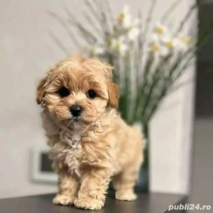 Maltipoo Toy - imagine 3
