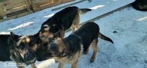 Pui ciobanesc german - imagine 4