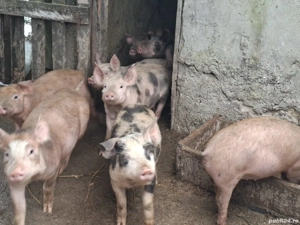 Purcei cca 15-20 kg  - imagine 4